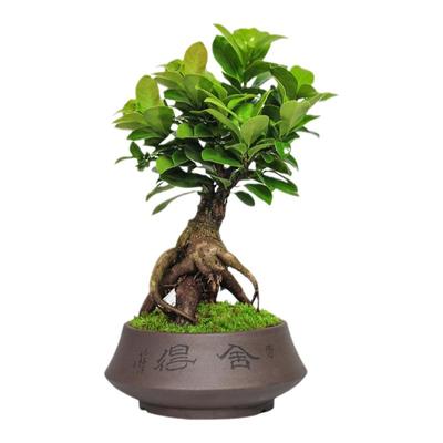 人参榕小叶榕树植物净化空气