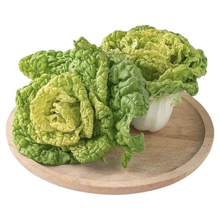 奶油黄心乌塌菜黄玫瑰雪里金花四季耐寒黄心菜菊花心菜四季蔬菜