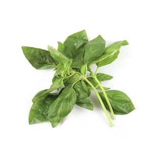 罗勒叶新鲜食用大叶甜罗勒青酱制作原料调料披萨意面法餐西餐食材