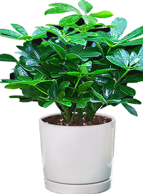 鸭脚木盆栽绿萝箩植物室内花水培绿植四季常青好养发财树吸除甲醛