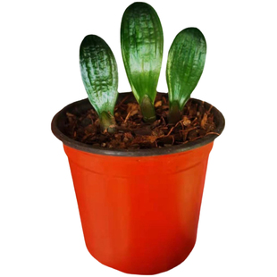 北方君子兰精品小苗室内盆栽绿植圆头技师油匠大桥立板短叶麻脸