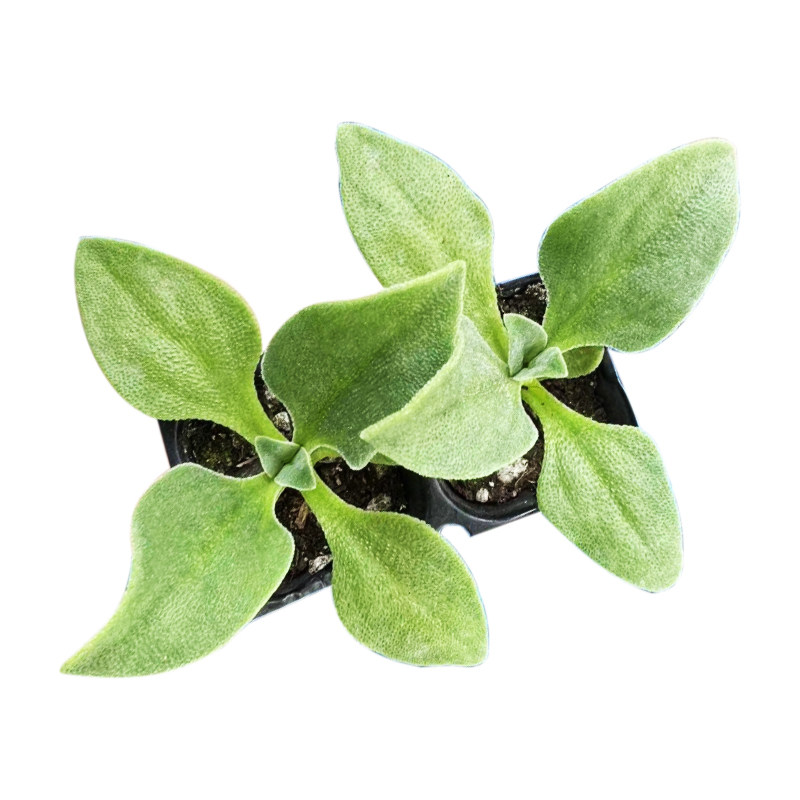 水晶冰菜种籽四季阳台冰草苗