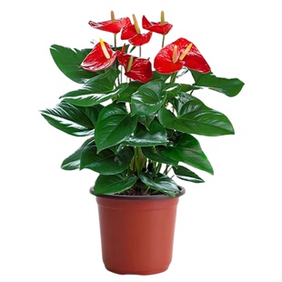 红掌盆栽带花一帆风顺鸿运当头水培植物绿萝箩花卉绿植室内吸甲醛