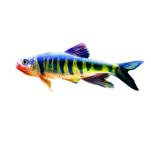 原生鱼阮氏马口鱼耐活好养性格温和便宜小鱼广温鱼小型活体观赏鱼