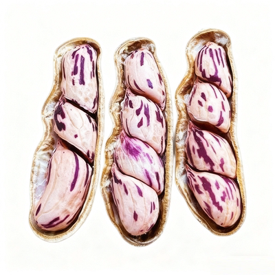 2025新货七彩花生云南普洱七彩新鲜五彩花生生带壳生花生零食