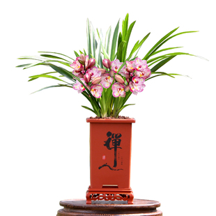 翁源兰花喜花里兰花大花蕙兰花蝴蝶带花浓香好养室内阳台花卉盆栽