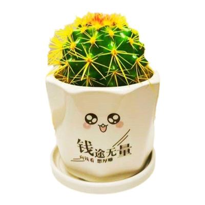 金虎仙人球盆栽多肉植物盆景办公室阳台绿植耐旱好养净化空气