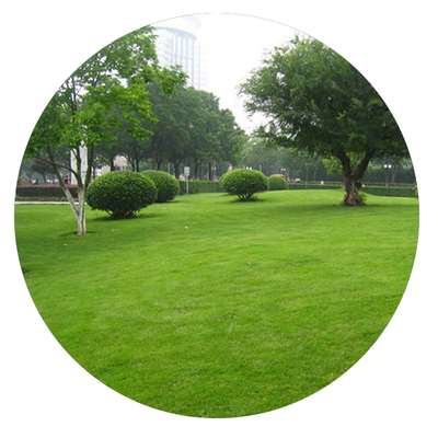 多年生南北方芽苗菜绿化紫花苜蓿