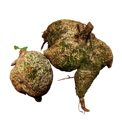 花卉造型绿植物阳台客厅好养杜鹃