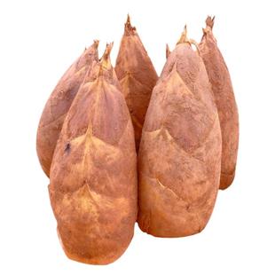 冬笋新鲜现挖现发江西宜春黄泥笋毛竹笋鲜笋竹笋冬笋雷笋