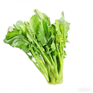 板蓝根青菜种子食用特色野菜材种籽四季蔬菜孑阳台盆栽春季