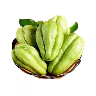 佛手瓜苗带母体瓜带芽佛手瓜龙须菜苗扶手瓜种苗四季种植蔬菜秧苗