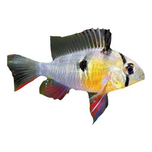 玻利维亚凤凰热带鱼观赏鱼慈鲷淡水鱼小型鱼南美原生鱼草缸短鲷鱼