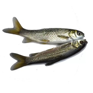 大草鱼苗脆皖鱼苗四大家鱼淡水养殖食用半斤特大草鱼活体草鱼鱼苗