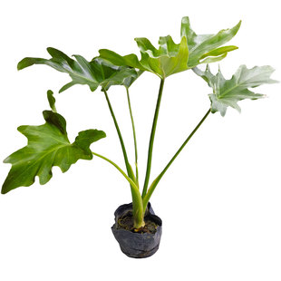 春羽水培绿植盆栽花卉植物室内易养活生态缸水族造景观叶室内好养