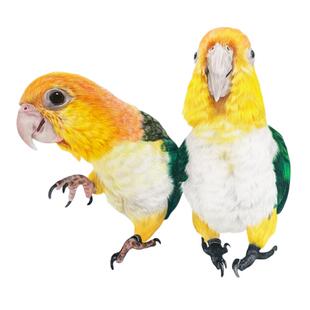 宠物画像定制宠物手绘画肖像泰迪狗龙猫咪鹦鹉鸟仓鼠兔鱼龟鸡马蛇