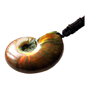 千蕊斑彩螺吊坠 斑彩螺化石 菊石化石挂件项链 中小号光好实物