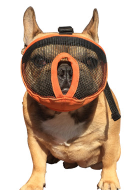 法斗巴哥英防嘴套扁脸犬