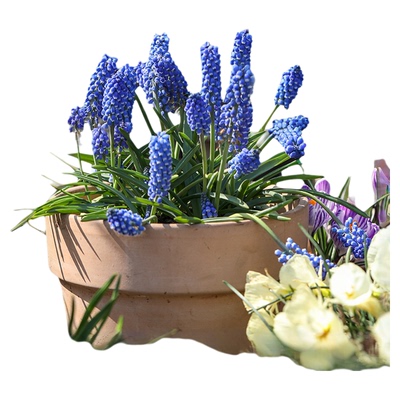海蒂的花园葡萄风信子球根花卉