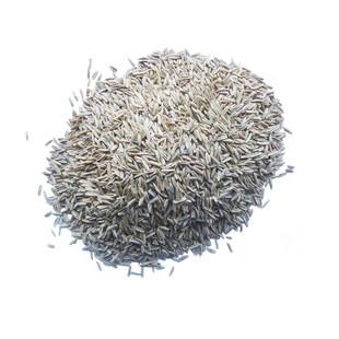 进口四倍体黑麦草种子宽叶高产牧草种子养殖猪牛羊鸡鸭鹅鱼草种籽