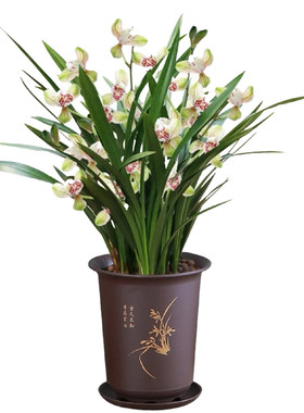 锦圃兰花草本植物客厅四季好养