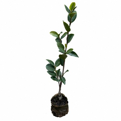 高产嫁接油茶苗白花大中小果杂交