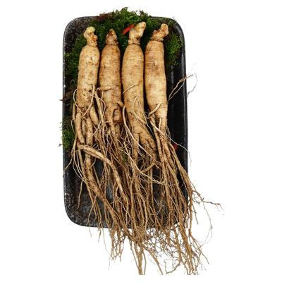 长白山鲜人参东北新鲜带土人参