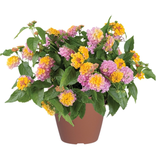 五色梅盆栽花苗马缨丹马樱丹庭院花园耐晒耐热地栽花期长带花
