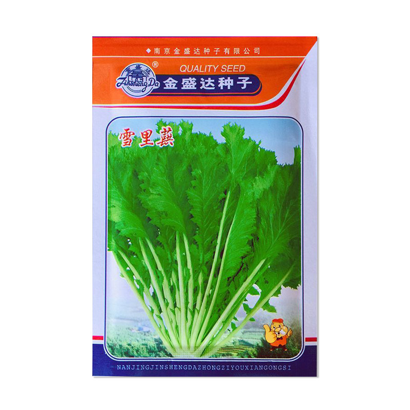 金盛达雪里蕻种子蔬菜种子
