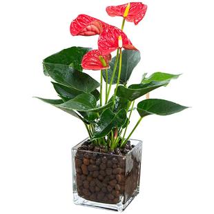 如意皇后盆栽绿萝室内水培植物栀子花红掌吉利红好养植物碧玉花卉