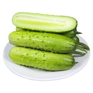 黄瓜籽种大全不搭架满地爬老品种带刺旱黄瓜种子水果玉女黄瓜秧苗