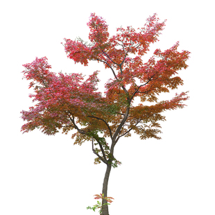 小叶鸡爪槭树苗丛生鸡爪红枫树苗日本红舞姬庭院别墅风景大树绿植