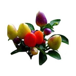 七彩辣椒苗秧苗五彩泡椒苗食用观赏椒苗种籽南方四季种盆栽菜苗孑