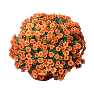 四季千头菊花苗盆栽小雏菊荷兰菊美人菊糖果菊球菊多年生室内阳台