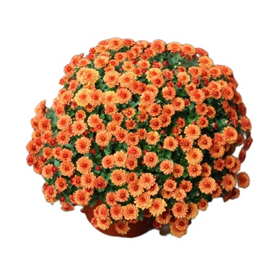 菊花多年生庭院阳台四季开花