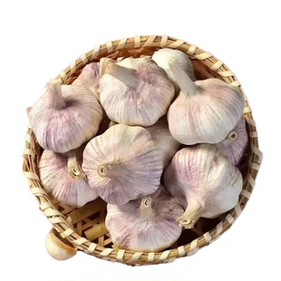 山东蒜紫皮大蒜新鲜紫蒜大蒜头干蒜批发农家蒜头干大蒜金乡大蒜