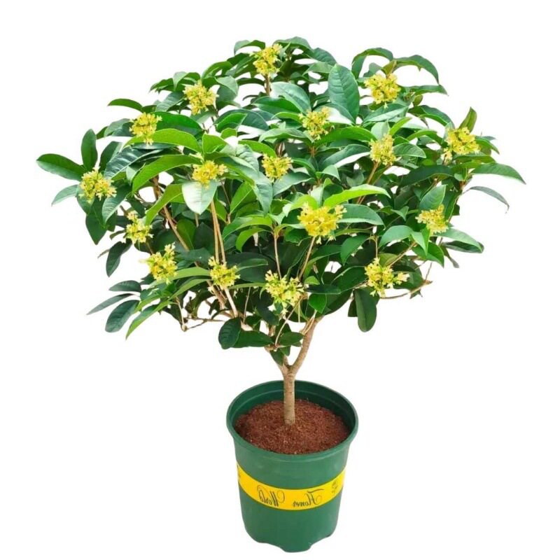 庭院别墅地栽浓香型植物耐寒绿化