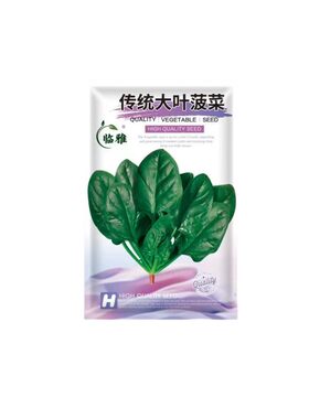 速生小叶菠菜籽种春播好吃