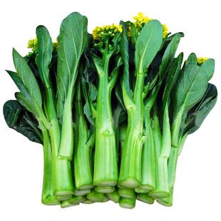 宁夏甜脆菜心种子四季广东油菜心籽耐热田园菜园阳台盆栽蔬菜种孑