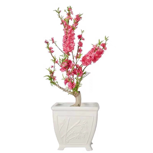 福星蟠桃盆栽老桩桃花树苗带花苞春节年宵花南北方栽种室内外种植