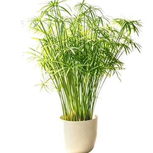 水竹水培植物鱼缸造景龟缸客厅绿植净化水质带根盆栽草鱼风车草苗