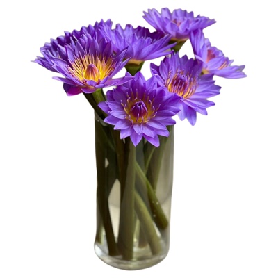 10枝紫色睡莲广州鲜花基地直发