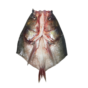 新鲜大鲢鱼头 白鲢鱼头 活鱼现杀 膛去鳃去鳞开背 1.6-4斤/只