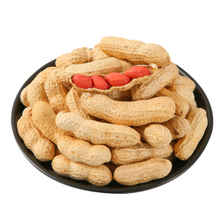 四粒红花生种子高产薄壳红皮花生米种孑大粒鲁花8号白沙国审品种