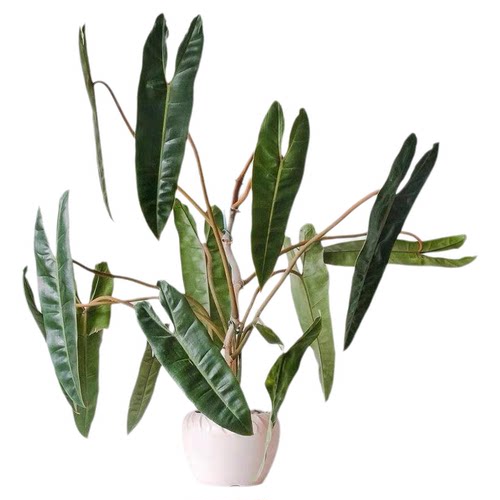 橙柄蔓绿绒盆栽室内桌面观叶绿植四季常青好养耐阴植物净化空气
