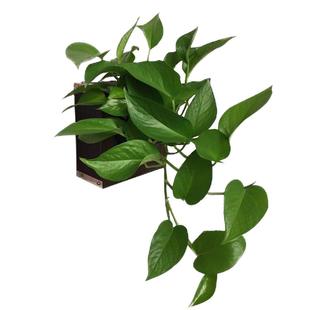鹿角蕨挂板相框真绿植墙花架墙壁植物挂墙挂壁吸水壁挂式绿萝花盆