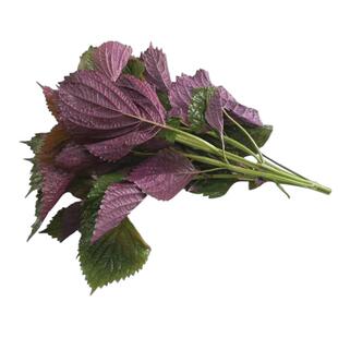 双色紫苏种子阳台盆栽四季食用双面老品种大叶绿苏抗病高产蔬菜籽