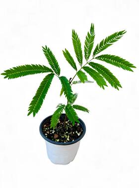 密叶猴耳环苗日本进口原种小豆树四季好养室内大型盆栽网红绿植