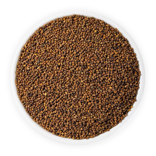 中药材菟丝子野生菟丝子兔丝子内蒙菟丝子菟丝子新货500克包邮