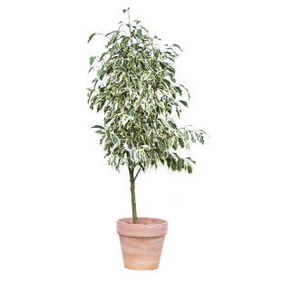 本木庐舍丨金边垂叶榕树锦植物 星光榕花叶高山榕 室内耐阴 小叶